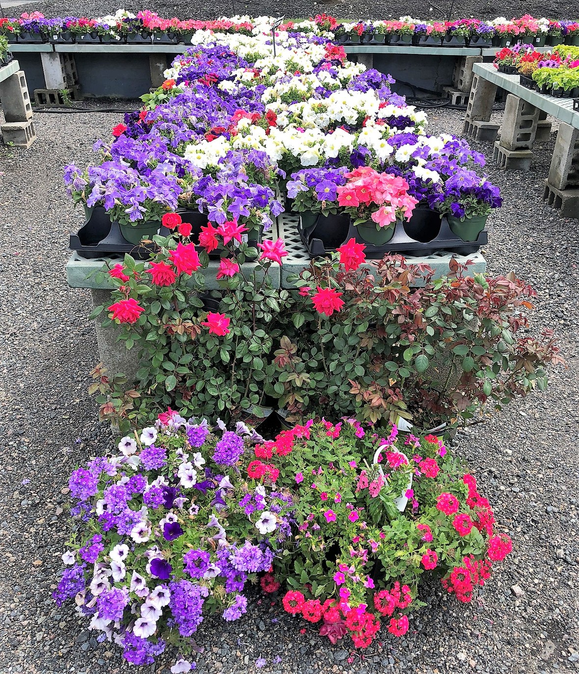 Perennials On Sale at Lovely Day