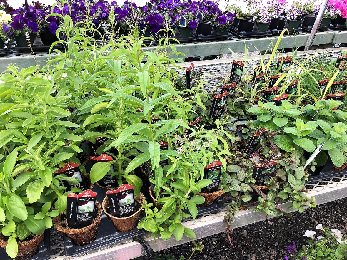 Perennials On Sale at Lovely Day