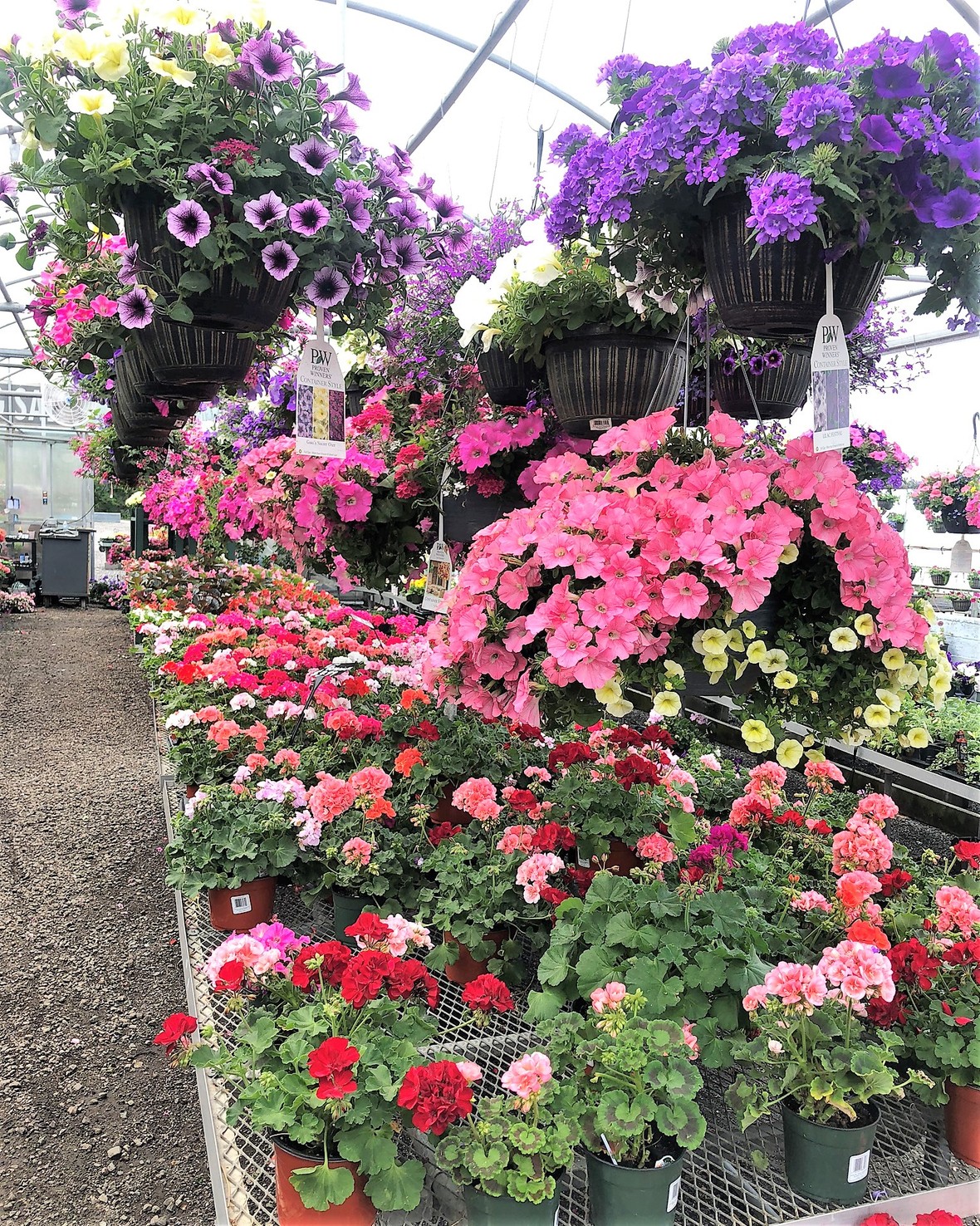 Perennials On Sale at Lovely Day