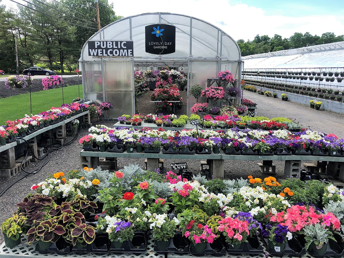 Perennials On Sale at Lovely Day