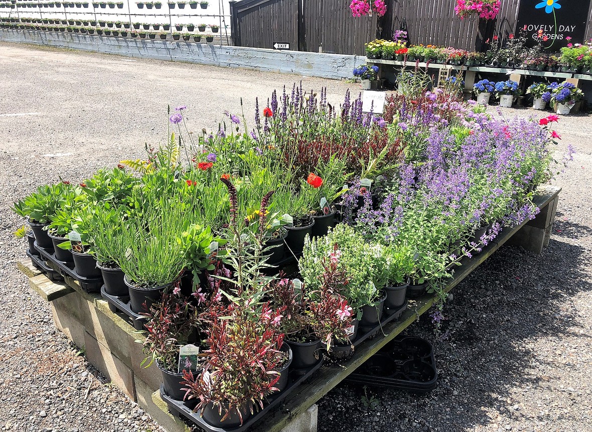 Perennials On Sale at Lovely Day
