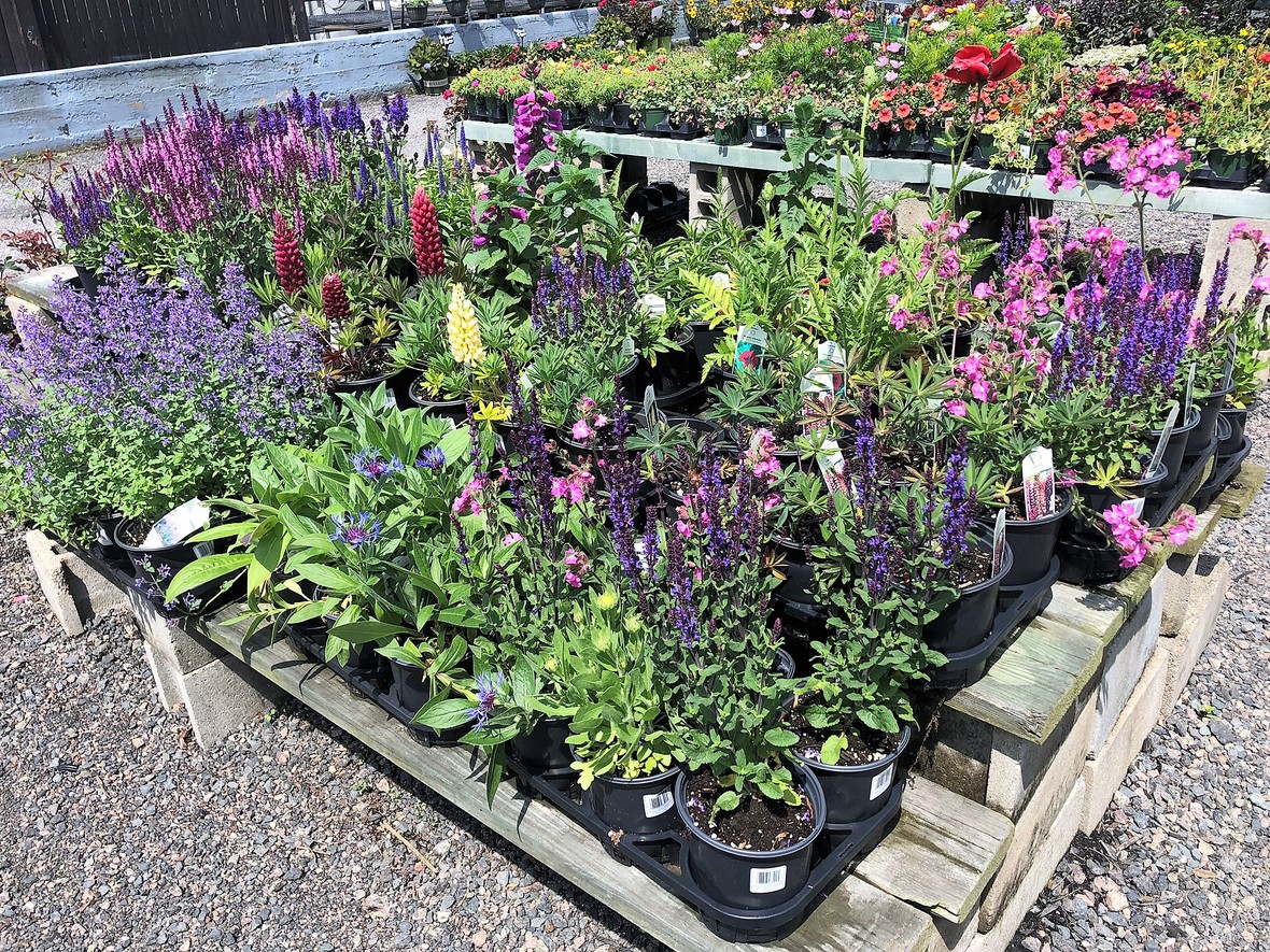 Perennials On Sale at Lovely Day